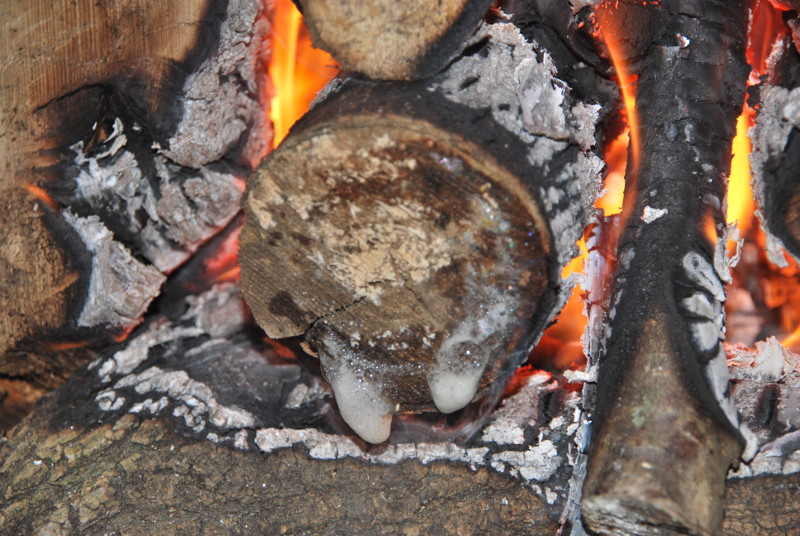 sap bubbles from the log ends during the fire