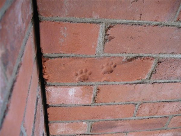 St-Elzear, Image 4. paw prints in brick